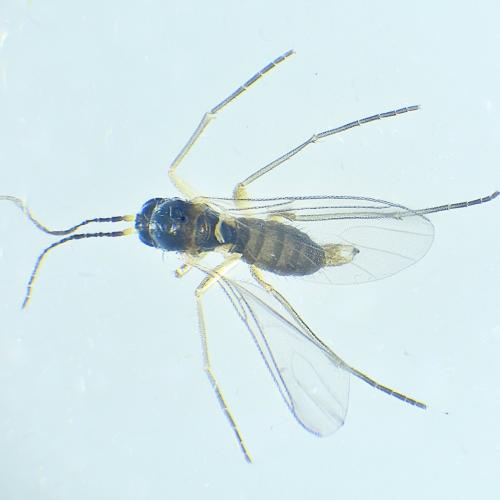 Bradysia sp.
